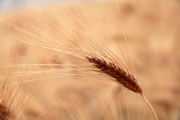 Campo de trigo de semente de trigo dourado