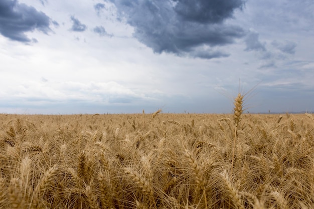 Campo de trigo de verão e nuvens de tempestade.