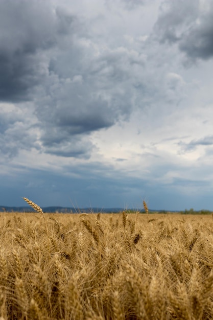 Campo de trigo de verão e nuvens de tempestade.