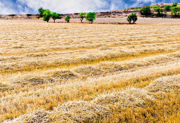 Campo de trigo dourado com árvores ao fundo com céu azul e nuvens brancas. Paisagem rural.