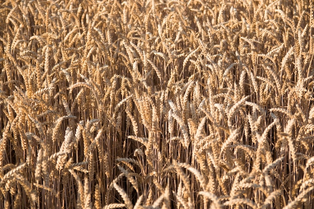 Campo de trigo dourado com céu azul como pano de fundo