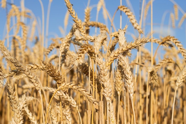 campo de trigo dourado com close-up em dia ensolarado