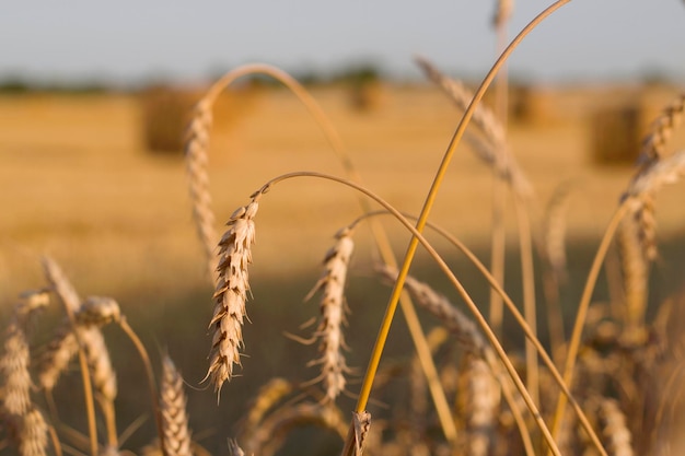 campo de trigo dourado com espigas maduras