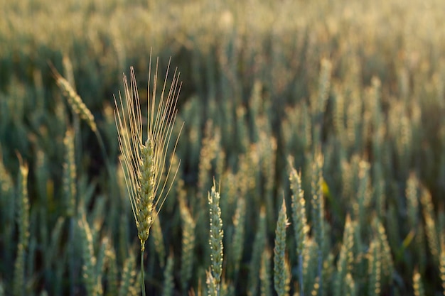 Campo de trigo dourado com luz quente da noite