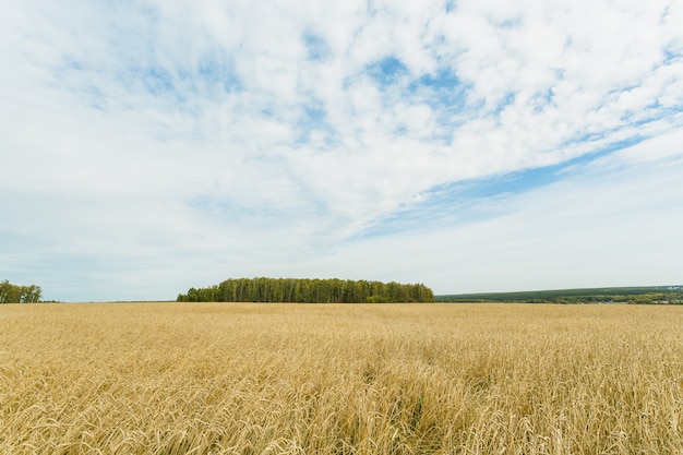 Foto campo de trigo dourado e céu azul com nuvens