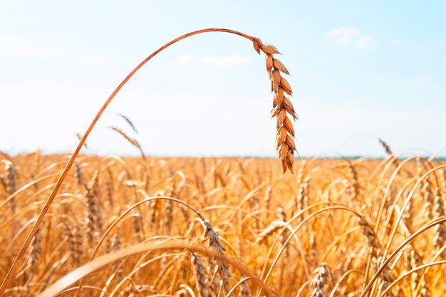 Campo de trigo dourado e céu azul. Cultivo de trigo no campo. A natureza rural. Indústria agrícola.