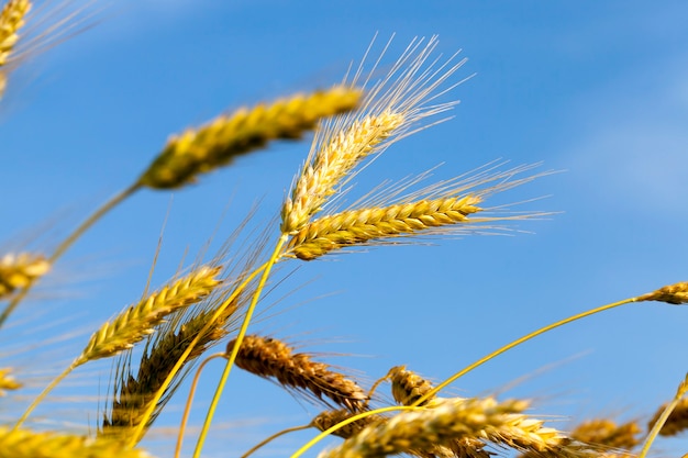 Campo de trigo dourado e céu azul no verão