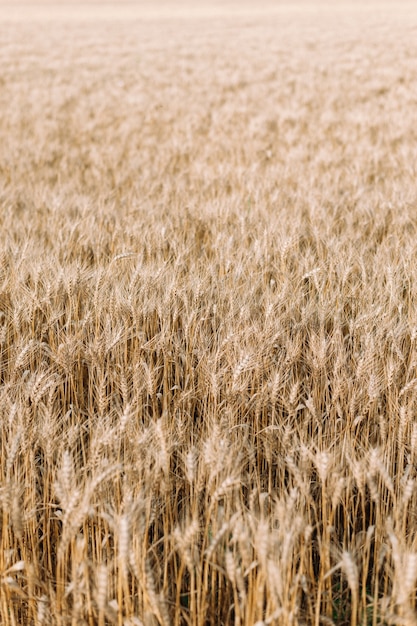 Campo de trigo dourado e céu azul
