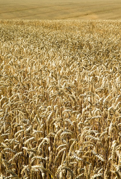 Campo de trigo dourado e dia de sol