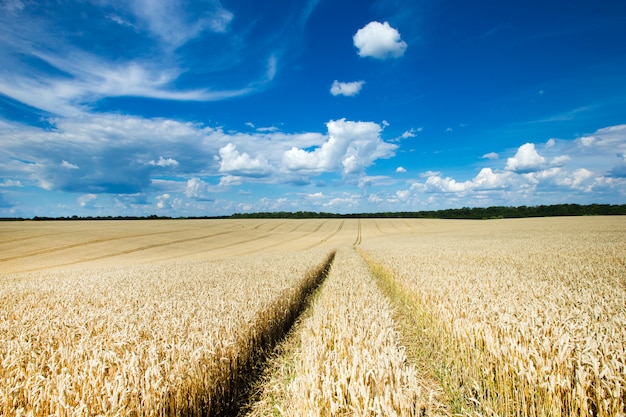 Campo de trigo dourado e dia de sol