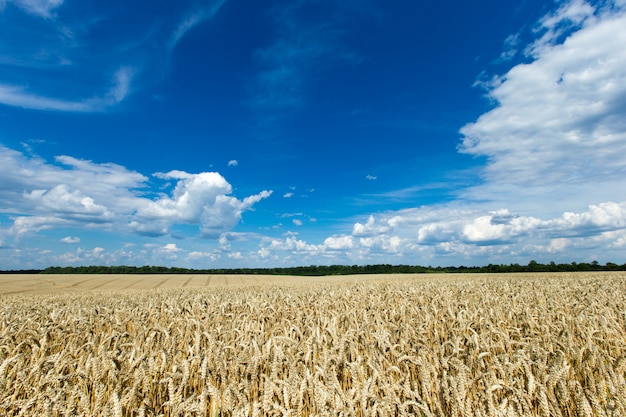 Campo de trigo dourado e dia ensolarado