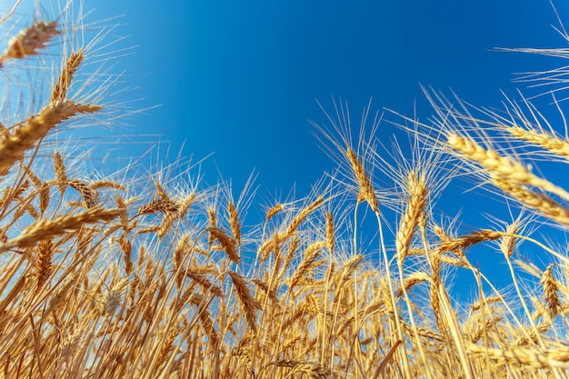 Campo de trigo dourado e dia ensolarado