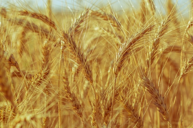 Campo de trigo dourado e dia ensolarado