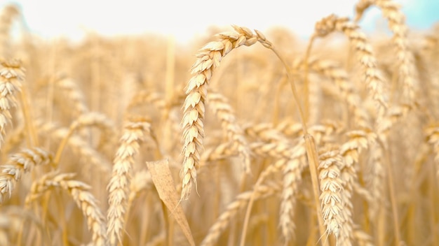 Foto campo de trigo dourado e foco seletivo de céu azul