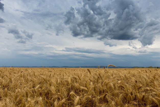 Campo de trigo dourado e nuvens de tempestade.