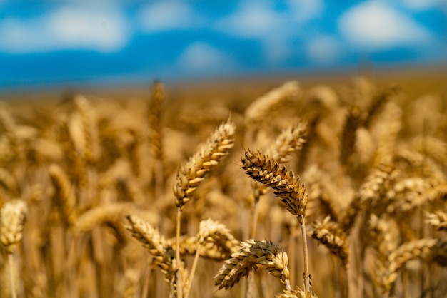 Campo de trigo dourado em um dia ensolarado