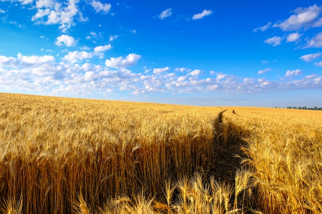 Campo de trigo dourado na encosta e trator