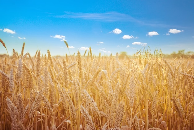 Campo de trigo dourado no verão com céu azul claro Papel de parede para o fundo