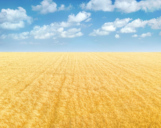 Campo de trigo dourado sob o céu azul com nuvens Fundo de paisagem minimalista