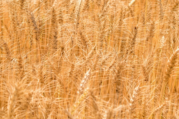 Foto campo de trigo dourado