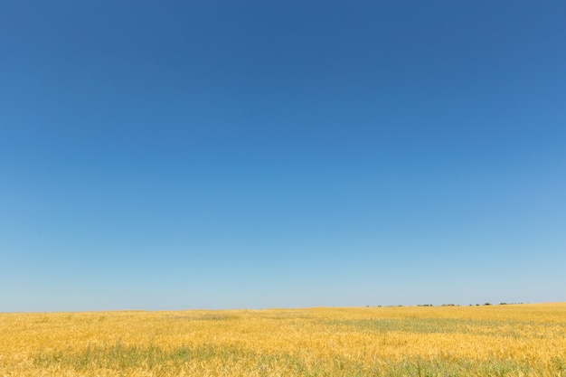 Campo de trigo dourado