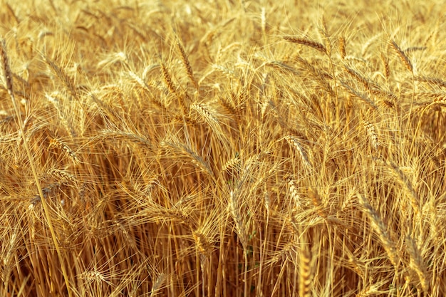 Campo de trigo dourado