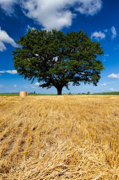 Campo de trigo e carvalho em um campo agrícola