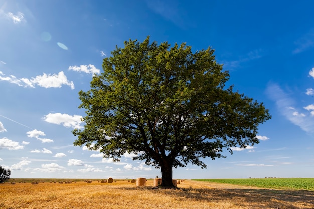 Campo de trigo e carvalho em um campo agrícola