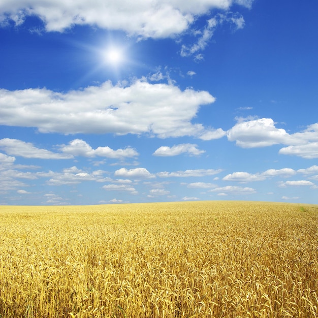 Campo de trigo e céu azul com sol