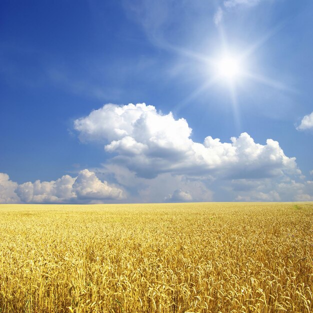 Campo de trigo e céu azul com sol