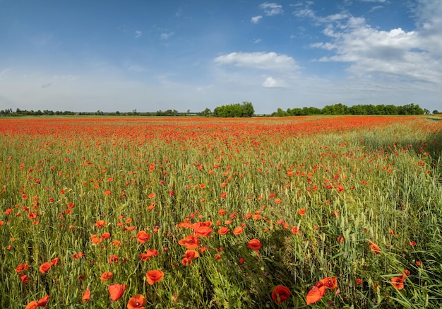 Campo de trigo e flores vermelhas de papoula Ucrânia