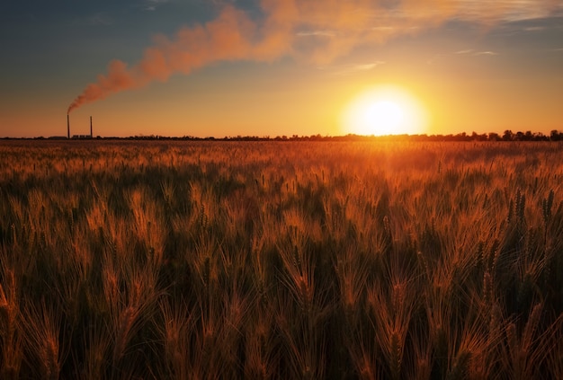 Campo de trigo e usina contra o céu do sol.