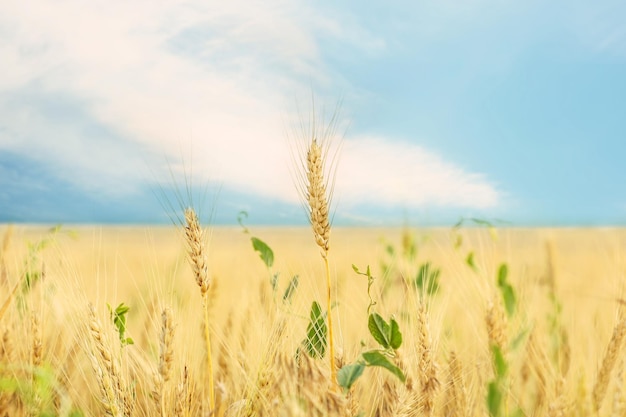 Campo de trigo em dia de verão