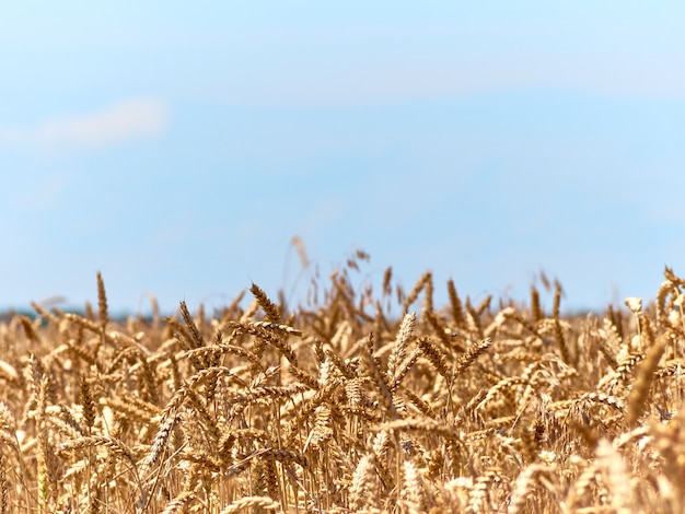 Campo de trigo em dia ensolarado.