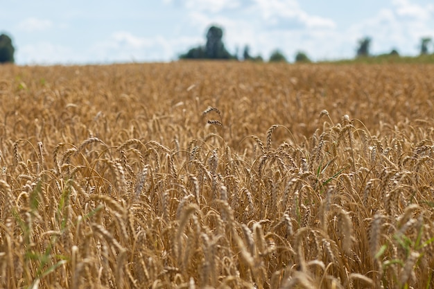 Campo de trigo em dia ensolarado