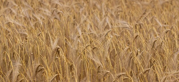 Campo de trigo em um dia claro