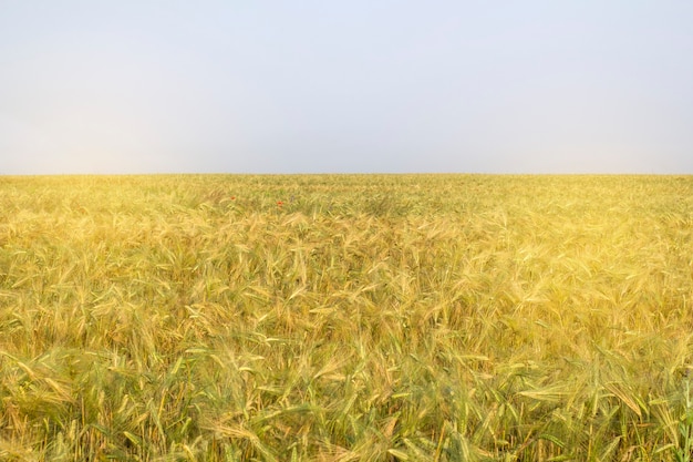 Campo de trigo em um dia de verão de manhã cedo.