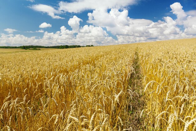 Campo de trigo em um dia de verão Período de colheita