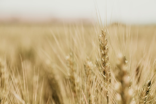 campo de trigo em um dia ensolarado