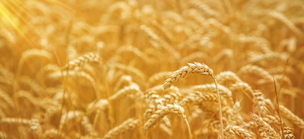 Campo de trigo em um dia ensolarado.