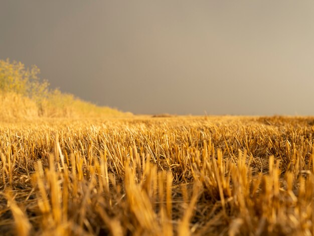 Campo de trigo em um dia nublado