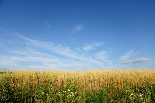 Campo de trigo em um fundo de céu azul.