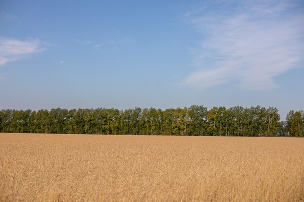 Campo de trigo. Espigas de trigo dourado. Bela natureza paisagem do sol. Cenário rural sob a luz do sol a brilhar. Plano de fundo de amadurecimento de espigas de campo de trigo. Conceito de colheita rica. Design da arte da etiqueta