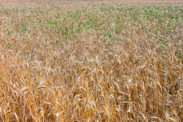 Campo de trigo Espigas de trigo dourado close-up