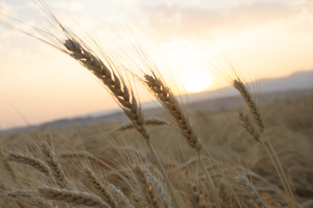 Campo de trigo Espigas de trigo dourado fecham o conceito de colheita