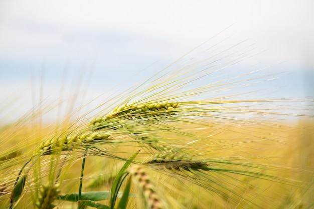 Foto campo de trigo. espigas de trigo dourado.