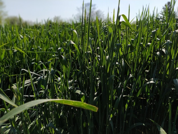 Campo de trigo fecha o pico de grama verde no verão e balança no vento Cor verde intensa