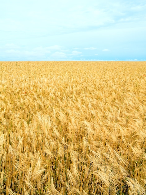 Campo de trigo lindo de verão e.