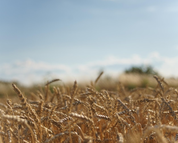 Campo de trigo maduro sob a luz do sol de verão