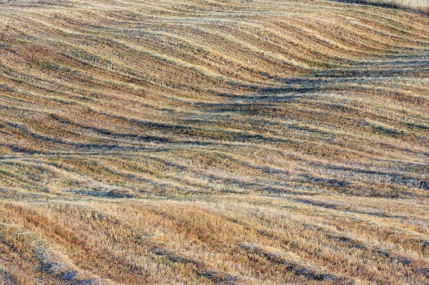 Campo de trigo montanhoso curvado na Toscana